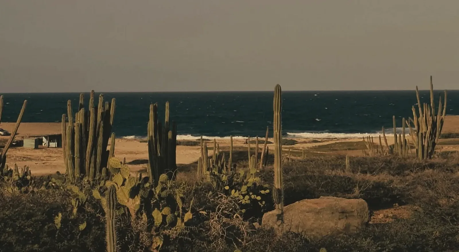 Aruba's coast at the end of the day: tall cacti, dry scrub and the dark blue sea
